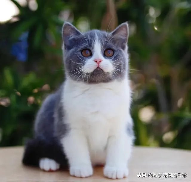 第一次养猫,是加菲猫,还是幼猫,请问有什么注意事项吗,详细一点,还是学生东西尽量平价一点谢谢啦?