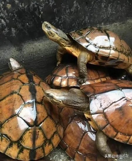 有没有什么便宜的乌龟适合在鱼缸里养的？不用晒台什么的？