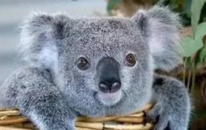 哪个动物是澳大利亚的国宝？树袋熊和考拉是一样的吗？