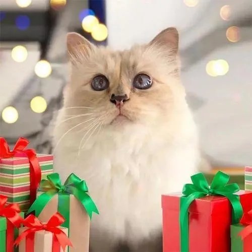 老佛爷去世后，那只继承了他21亿遗产的猫，如今生活得怎样？