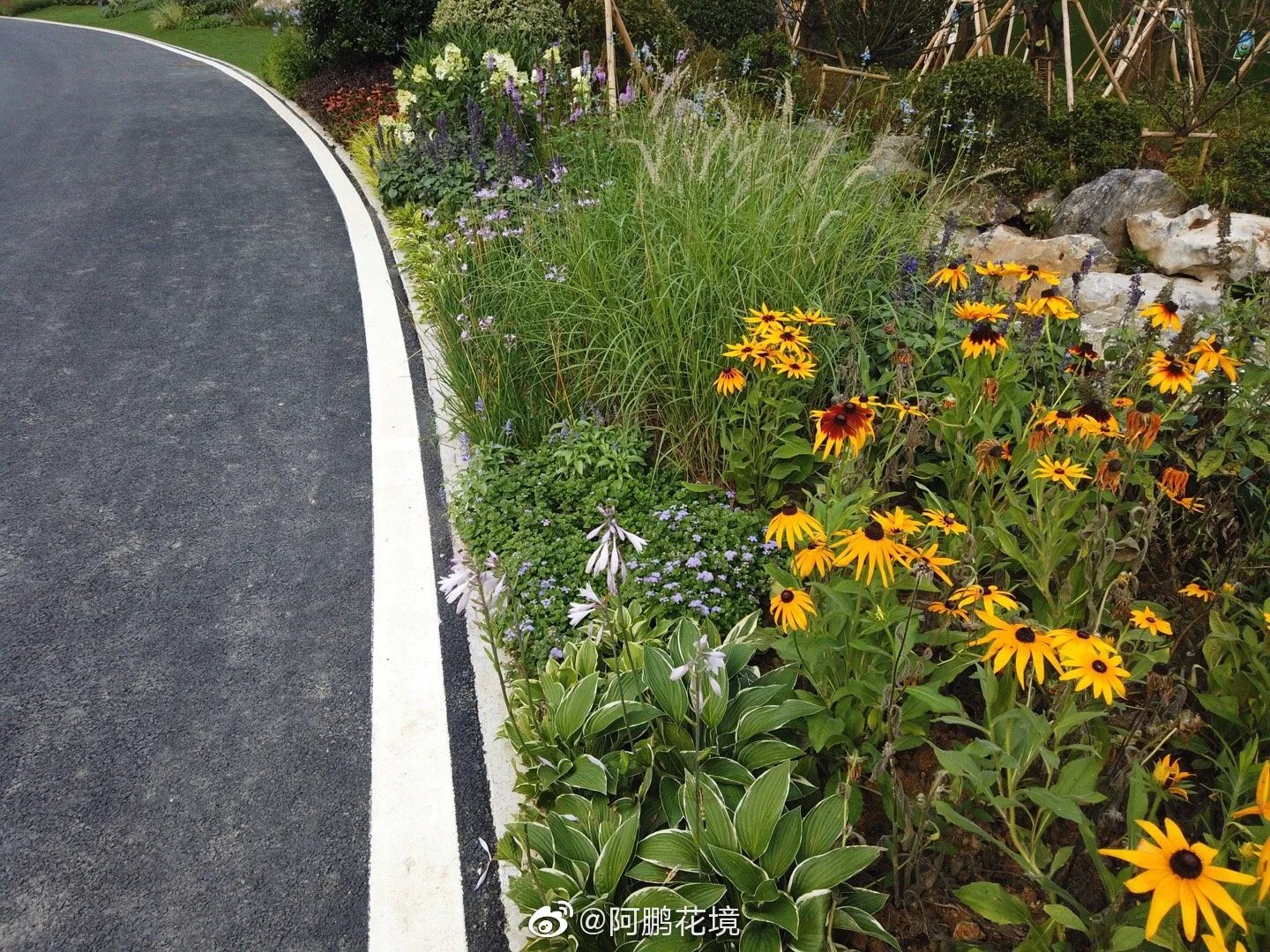 花境新作：最喜欢的是这一块，等待观赏草绽放花絮