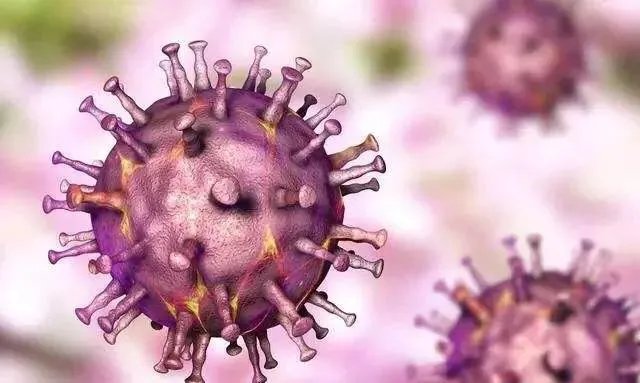 非洲猪瘟人会被感染吗？为什么？