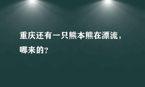 重庆还有一只熊本熊在漂流，哪来的？
