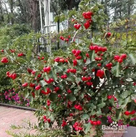 三渣树的养殖方法