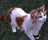 剑网3明教永久波斯猫 前置隐藏任务全攻略