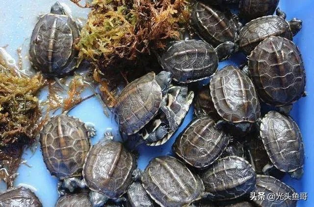 有没有什么便宜的乌龟适合在鱼缸里养的？不用晒台什么的？