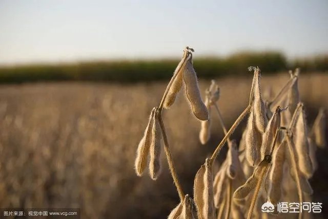 进口大豆多少钱一吨