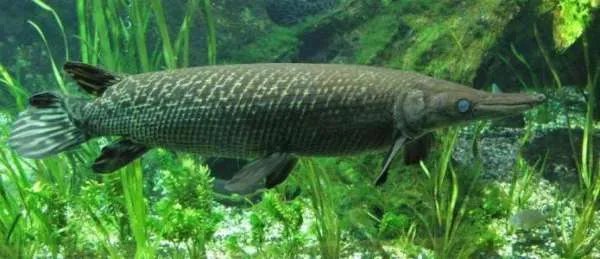 世界十大凶猛淡水鱼有什么？它们分别有什么特点？