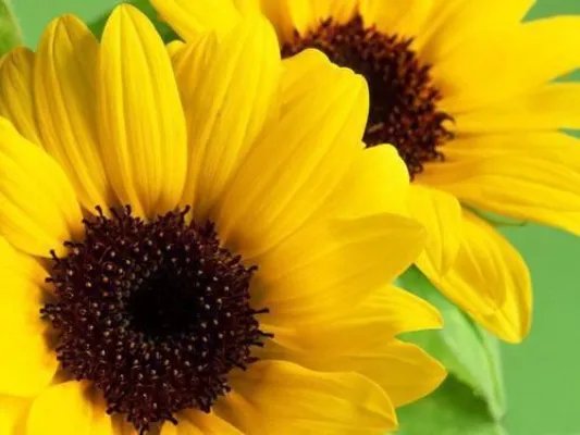 [完结]王爷溺宠多面王妃小说_秦施施傅云辞全章节阅读