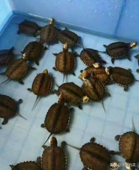 有没有什么便宜的乌龟适合在鱼缸里养的？不用晒台什么的？