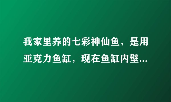 我家里养的七彩神仙鱼，是用亚克力鱼缸，现在鱼缸内壁长了许多绿色青苔类，用鱼缸擦，檫不？