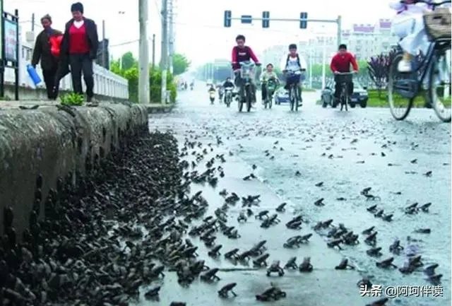 鱼跳上岸是什么征兆