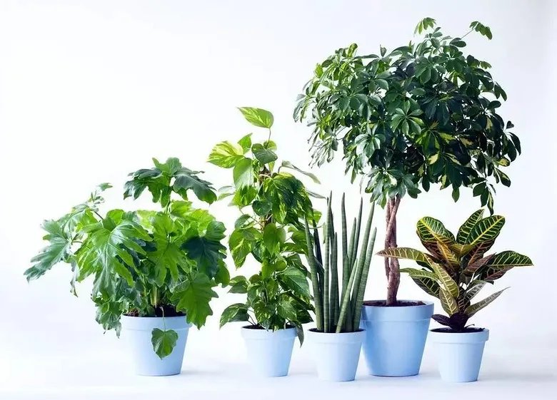 用室内植物搭配家居环境，让“清凉绿意”暴走！