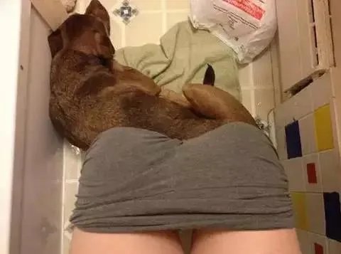 狗狗可以有多粘人？