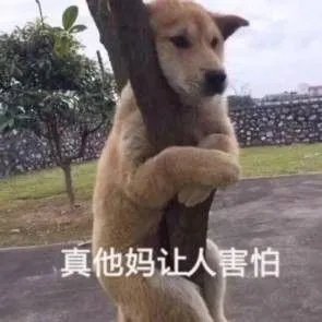 狗狗可以有多粘人？