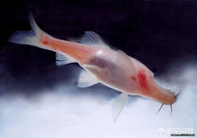 法国探险家被广西“洞穴珍惜水生物”惊呆，这种生物是什么来头？