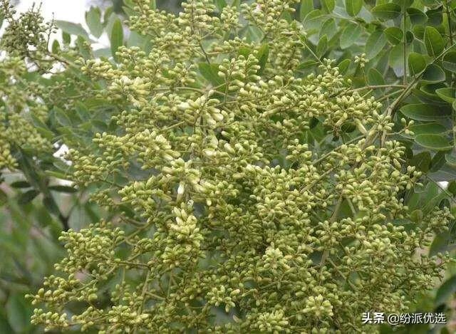 槐米都有什么作用？