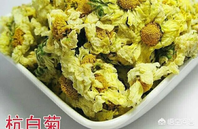 贡菊是白菊花吗？