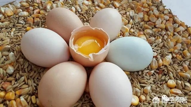 如何看待今年315晚会曝光出来的染色蛋冒充土鸡蛋，土鸡蛋和平常鸡蛋有何不同？