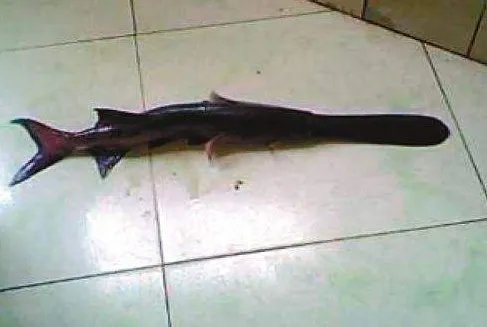 流入长沙市场的怪鱼是哪里来的？