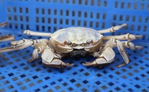 白色大闸蟹隔着壳能看到蟹黄是怎么回事？