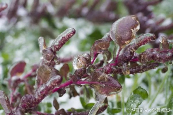 气象局连发寒潮蓝色预警信号，哪些城市地区降温情况较为明显？