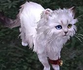 剑网3明教永久波斯猫 前置隐藏任务全攻略