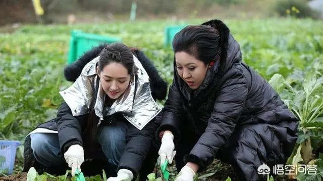 向佐根本不喜欢郭碧婷