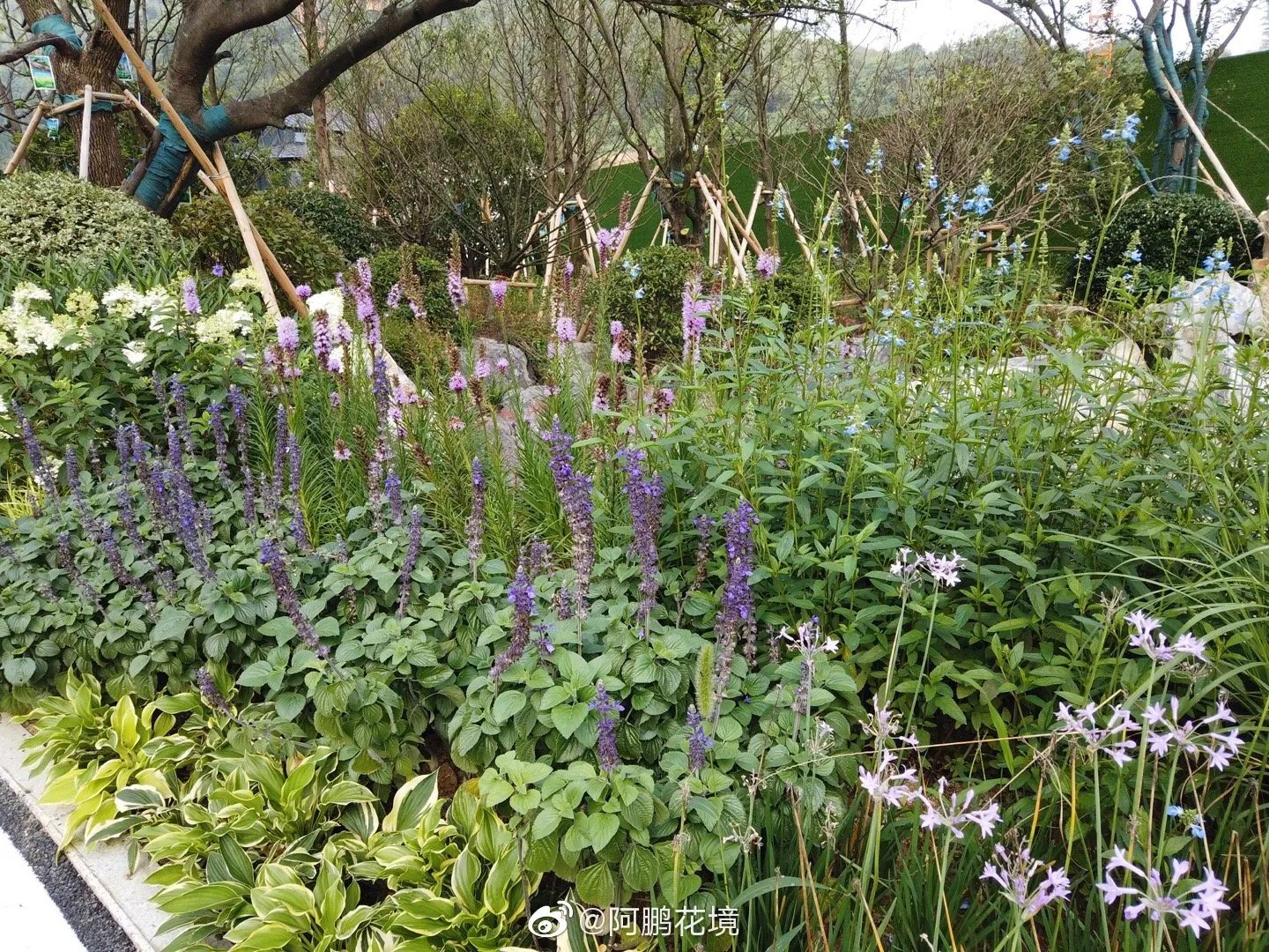 花境新作：最喜欢的是这一块，等待观赏草绽放花絮