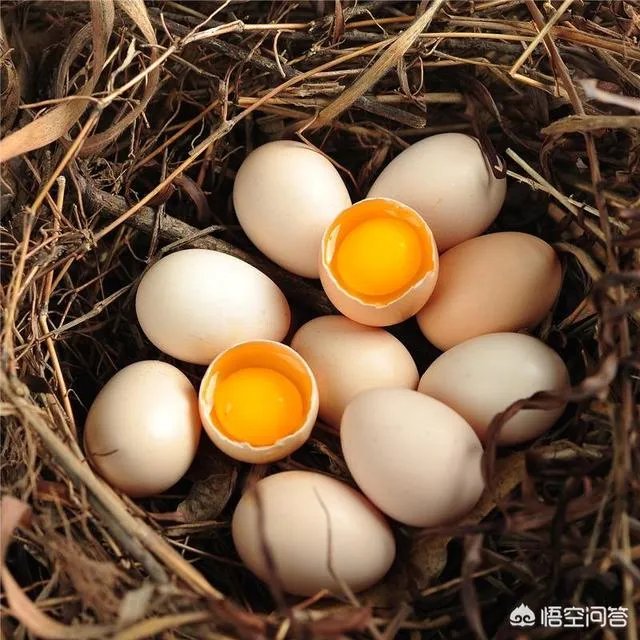 如何看待今年315晚会曝光出来的染色蛋冒充土鸡蛋，土鸡蛋和平常鸡蛋有何不同？