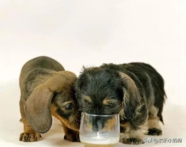 狗狗可以有多粘人？