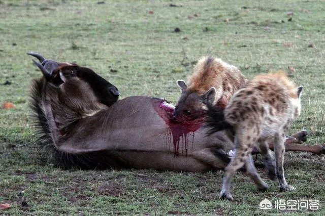 一对一的情况下，藏獒与鬣狗单挑，被称为“非洲二哥”的鬣狗有胜算吗？