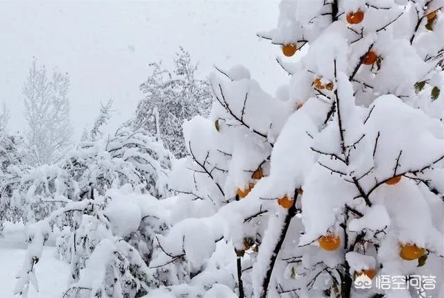 为什么今年广东、杭州都下雪了？