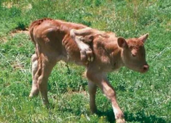 世界十大变异动物