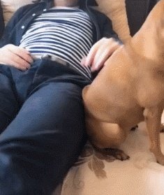 狗狗可以有多粘人？