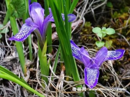 矮紫苞鸢尾怎么繁殖，分株、播种方法