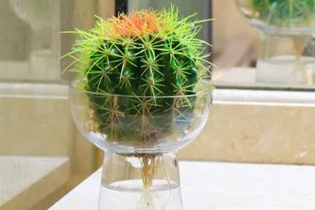 无土栽培的植物有哪些 无土栽培的3种方式