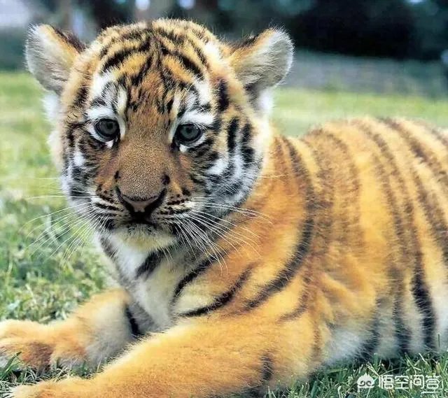 如何看待陕西安康野猪咬死一人伤一人，被击毙这件事？