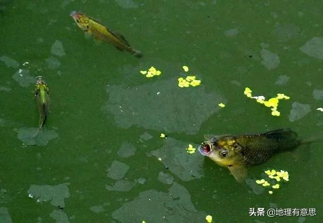 鱼跳上岸是什么征兆