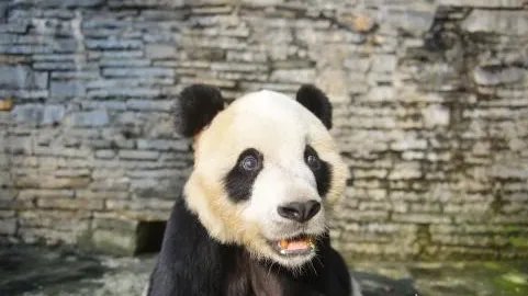 成都熊猫鹏鹏不治身亡究竟得了什么病？