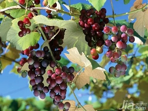 怎么种植盆栽葡萄 盆栽葡萄种植技术介绍