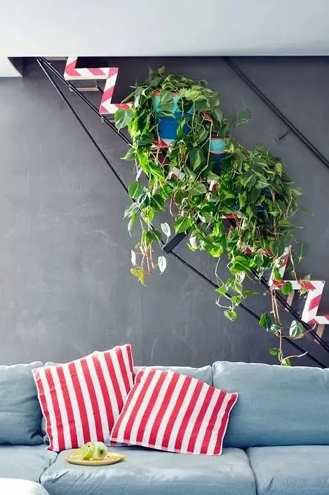 用室内植物搭配家居环境，让“清凉绿意”暴走！