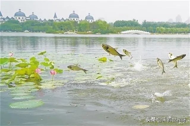 鱼跳上岸是什么征兆