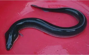 什么是鳗鲡？