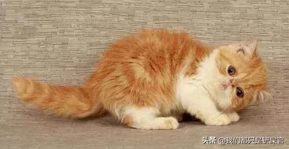 第一次养猫,是加菲猫,还是幼猫,请问有什么注意事项吗,详细一点,还是学生东西尽量平价一点谢谢啦?