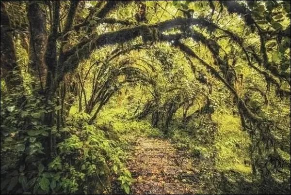 四川凉山木里森林火灾怎么引起的？