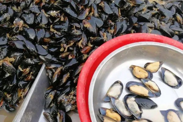 假期去海边不要食用海虹，你喜欢吃这种食物吗？