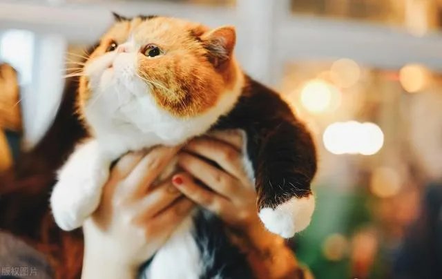 第一次养猫，是加菲猫，还是幼猫，请问有什么注意事项吗，详细一点，还是学生东西尽量平价一点谢谢啦？