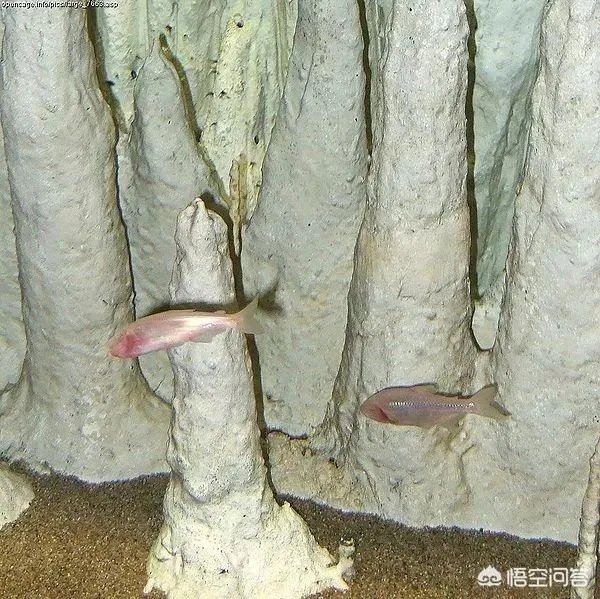 法国探险家被广西“洞穴珍惜水生物”惊呆，这种生物是什么来头？