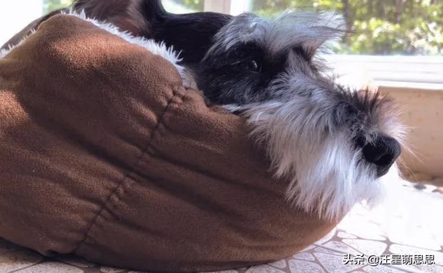 狗狗可以有多粘人？